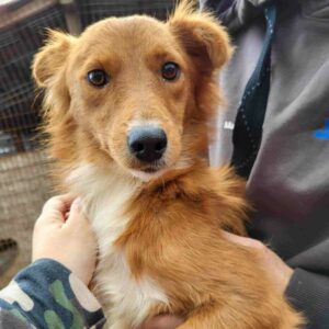 LUMERA (♀) - ausgereist zu Vierbeiner in Not