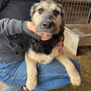 EVITA (♀) - wird unsicher, sollte dringend ausreisen