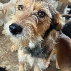 BISOU (♀) - vermittelt BD