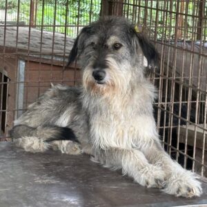 MASHA (♀) - Mobbingopfer - viel zu dünn - ausgereist zu TINO