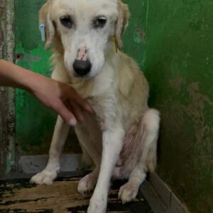 LIFE (♀) - viel zu dünn - vermittelt LS