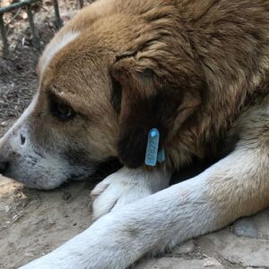 BALDO (♂) - hat resigniert