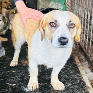 ROSI (♀) - ausgereist zu TINO