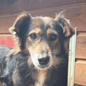 VANIA (♀) - vermittelt BD