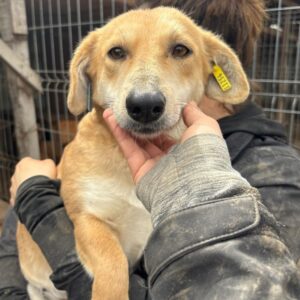 MADONNA (♀) - ausgereist zur Tierhilfe Lebenswert