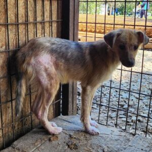 CATALEA (♀) - starke Hautprobleme, sollte dringend ausreisen - reserviert Tierhilfe Lebenswert DR - vermittelt