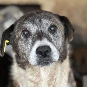 GINTAS (♂) - auf PDR PS im PLZ Bezirk 75