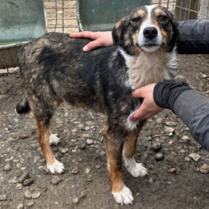 FELIS (♀) - ausgereist zum TST Rösrath