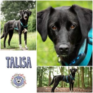 TALISA (♀) in 21493 Möhnsen - vermittelt