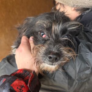 TANNI (♀) - ausgereist zur Tierhilfe Lebenswert DR 14.02.25