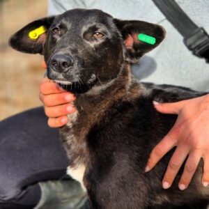 MOORI (♀) reist auf Pflegestelle PLZ 21 - SE 23.05.