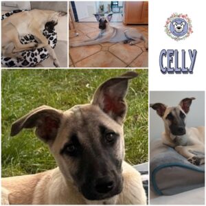 CELLY (♀) in 76297 Stutensee - vermittelt