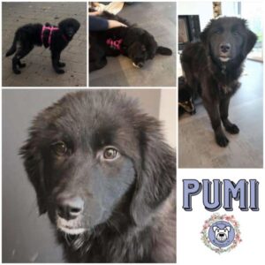 PUMI (♀) in 66265 Heusweiler - vermittelt