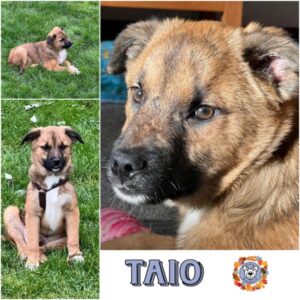 TAIO (♂) in 92637 Weiden - vermittelt