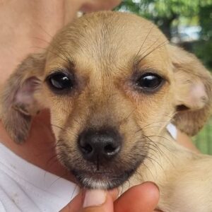 FIORI (♀) - ausgereist zum TST Rösrath