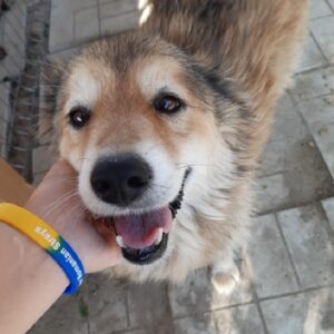 PINKUS - rechtes Hinterbein fehlt - vermisst 12/2020