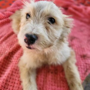 RUTH (♀) - vermittelt Isabelle