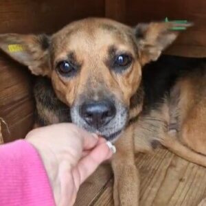 STARLINE (♀) - ausgereist zum TH Lingen