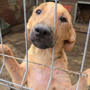 MALINA (♀) - vermittelt MD