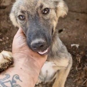 PAULCHEN (♂) - vermittelt JW