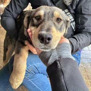 LAURIE (♀) - wird unsicher, sollte dringend ausreisen