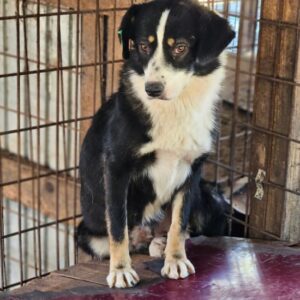 SOLVIE (♀)- auf PS im PLZ Bereich 46 - vermittelt