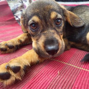 BECKY (♀) - auf PDR PS im PLZ Bezirk 39 -vermittelt