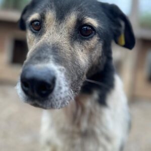 BALKO (♂)- seit mindestens 2019 im Shelter