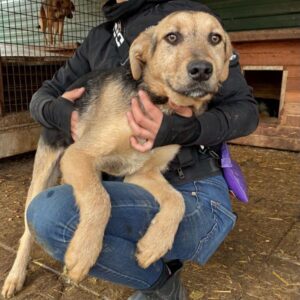 NELIO (♂) - wird unsicher, sollte dringend ausreisen