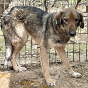 CALINO(♂) - Notfall - total abgemagert, tränende Augen, eigewachsene Wolfskrallen, Wucherung am Brustkorb reserviert NadineH