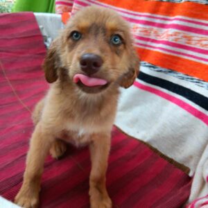 NILOFAR (♀) - auf PDR PS im PLZ Bezirk 15 - vermittelt