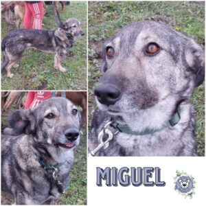 MIGUEL (♂) in 99636 Ostramondra