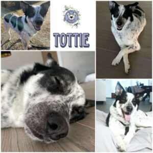 TOTTIE (♂) in 94527 Aholming