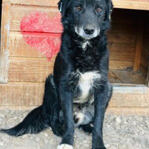 JACKY (♂) - Mobbingopfer - viel zu dünn - vermisst 11/24