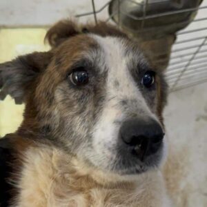 FELILE (♀) - sehr dünn - vermittelt Betty