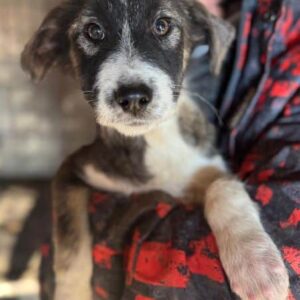 BEBIE (♀) - auf PS im PLZ Bereich 54 (NE) *ausgereist* - vermittelt