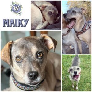 MAIKY (♂) in 21521 Aumühle - vermittelt