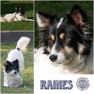 RAINES (♀) in 21493 Möhnsen - vermittelt