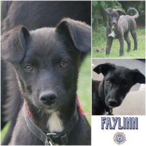 FAYLINN (♀) in 21493 Möhnsen *vermittelt*