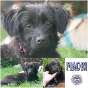 MAORI (♀) in 21493 Möhnsen *vermittelt*