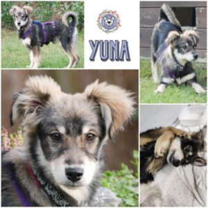 YUNA (♀) in 21493 Möhnsen - vermittelt