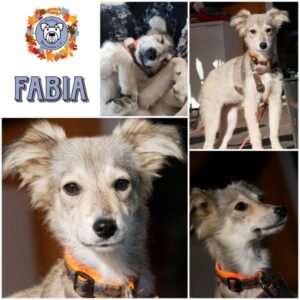 FABIA (♀) in 21493 Möhnsen - vermittelt