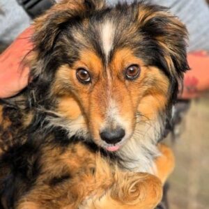 CASH (♂) - ausgereist zu Vierbeiner in Not (AL)