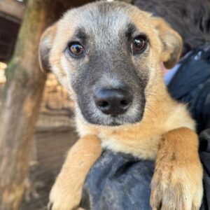 CARAMEL (♂) - auf PS im PLZ Bereich 66 (JW) - vermittelt