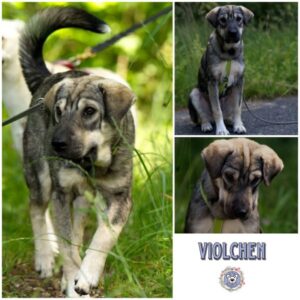 VIOLCHEN (♀) in 95466 Weidenberg - vermittelt