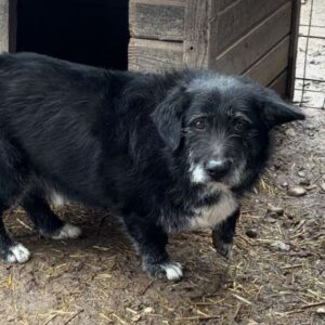 MARAKI (♂) - ausgereist zu Wir für Hunde in Not e.V.