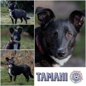 TAMANI (♀) in 75417 Mühlacker