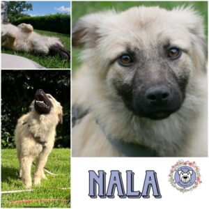 NALA (♀) in 21493 Möhnsen - vermittelt