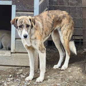 GHANESHA (♀) - vermisst 11/24