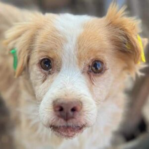 LEMMY (♂) - ausgereist zu Kathleen Müller (AL)